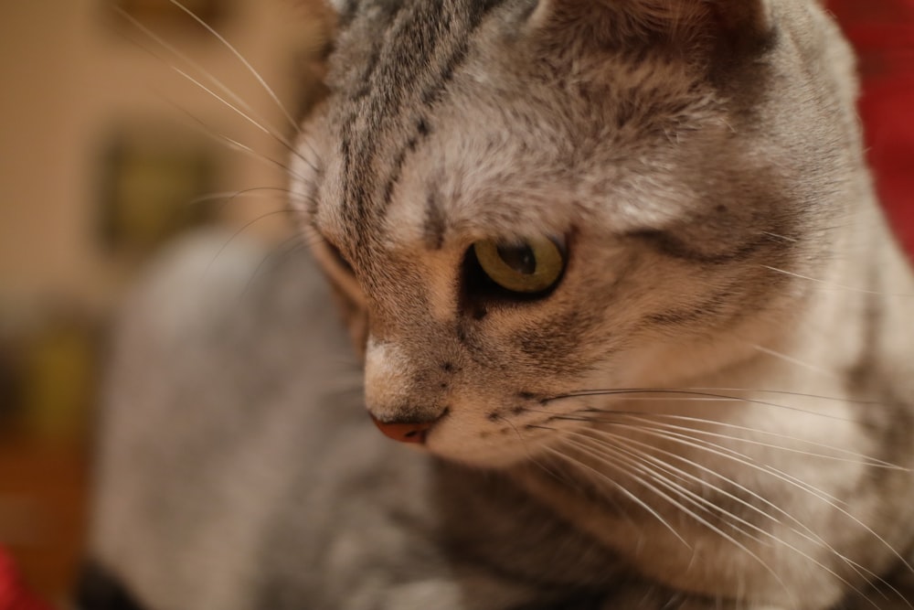 a close up of a cat on a couch