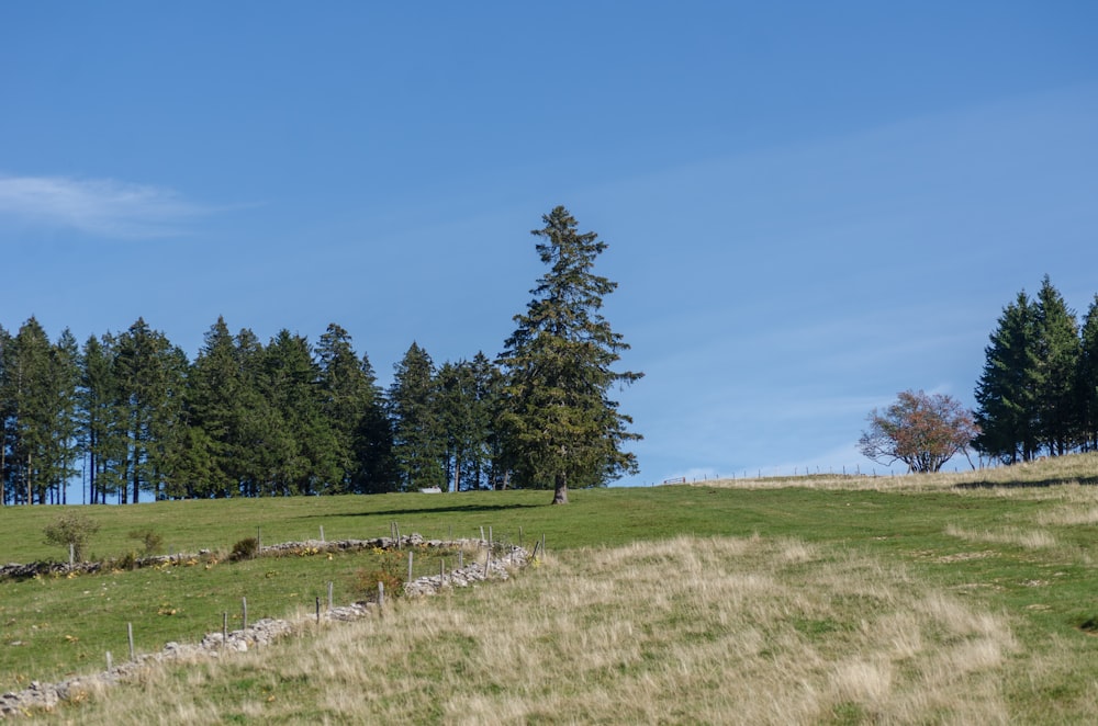 a grassy field with trees in the background