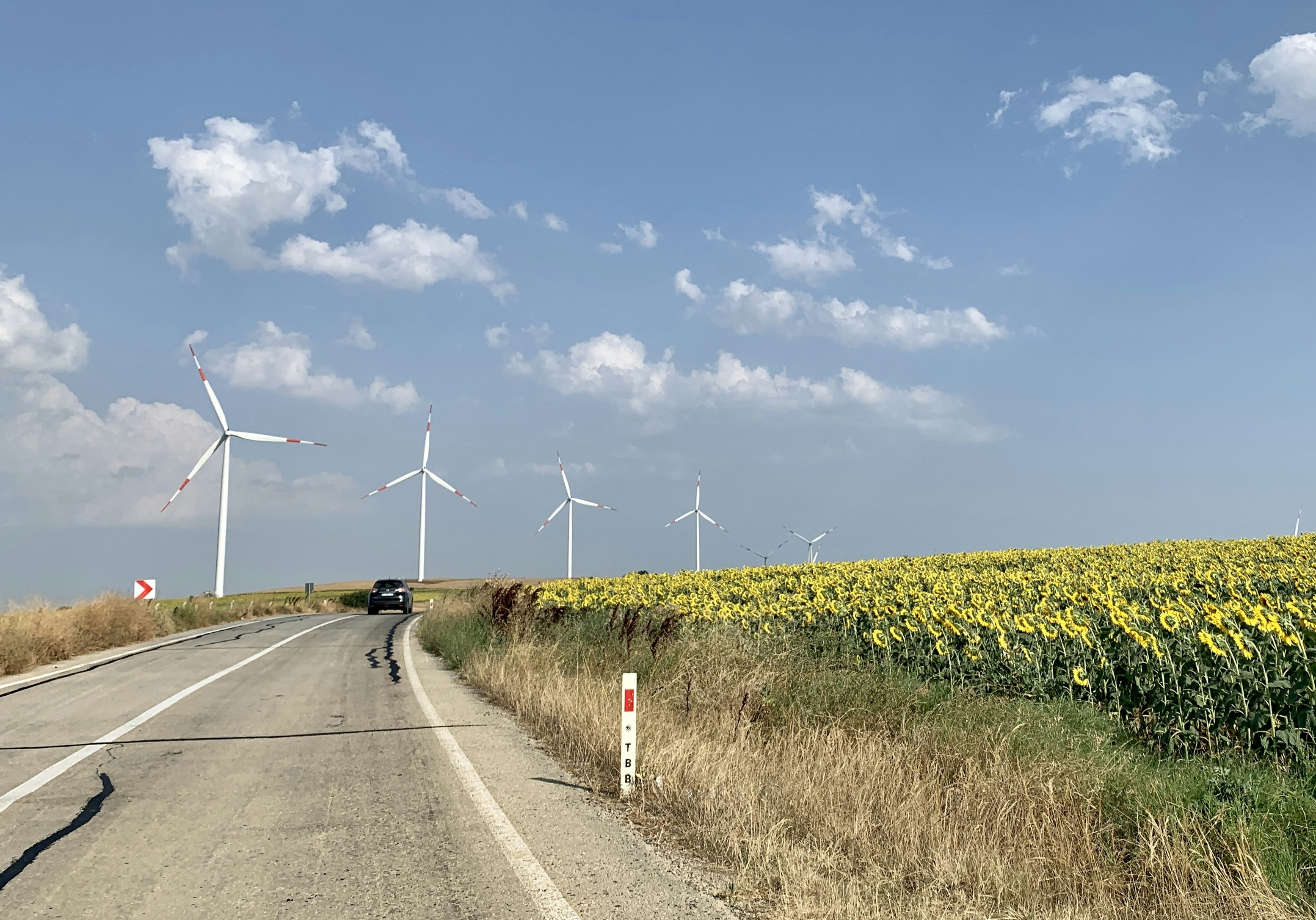 a car driving down a road next to a field of sunflowers