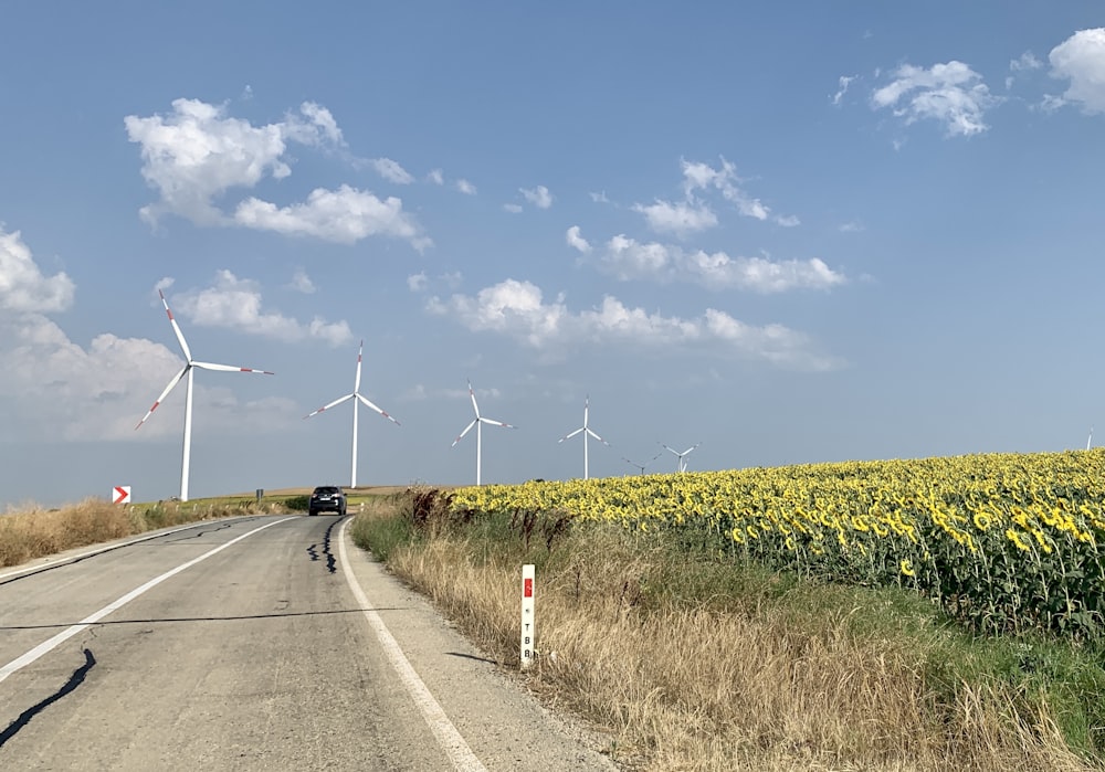 a car driving down a road next to a field of sunflowers