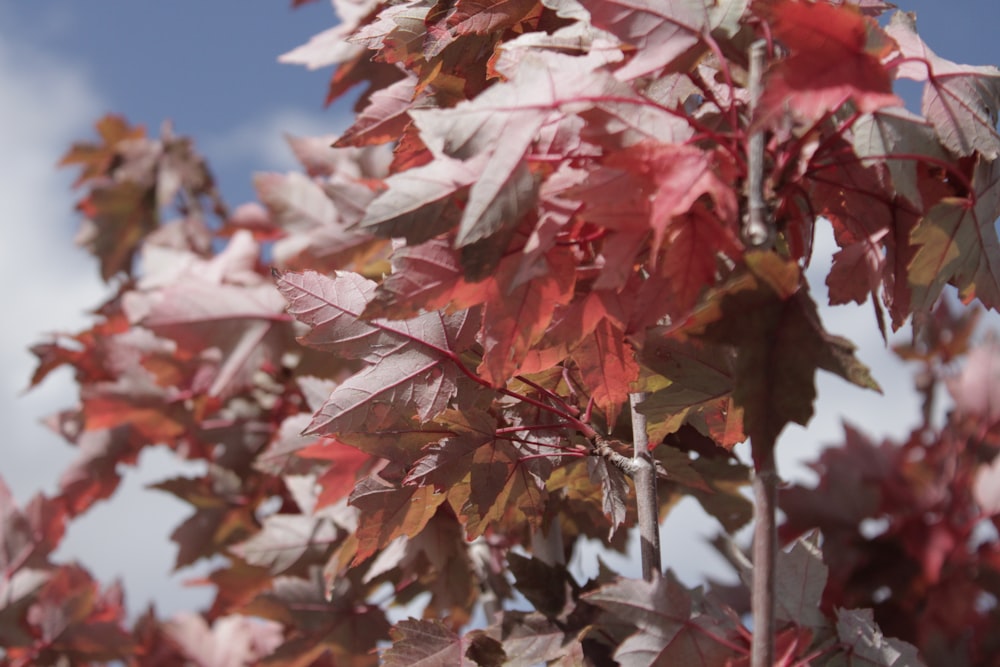 a close up of a tree with red leaves