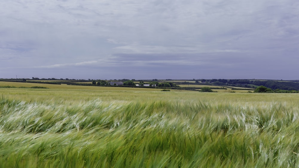 a field of green grass with a cloudy sky in the background