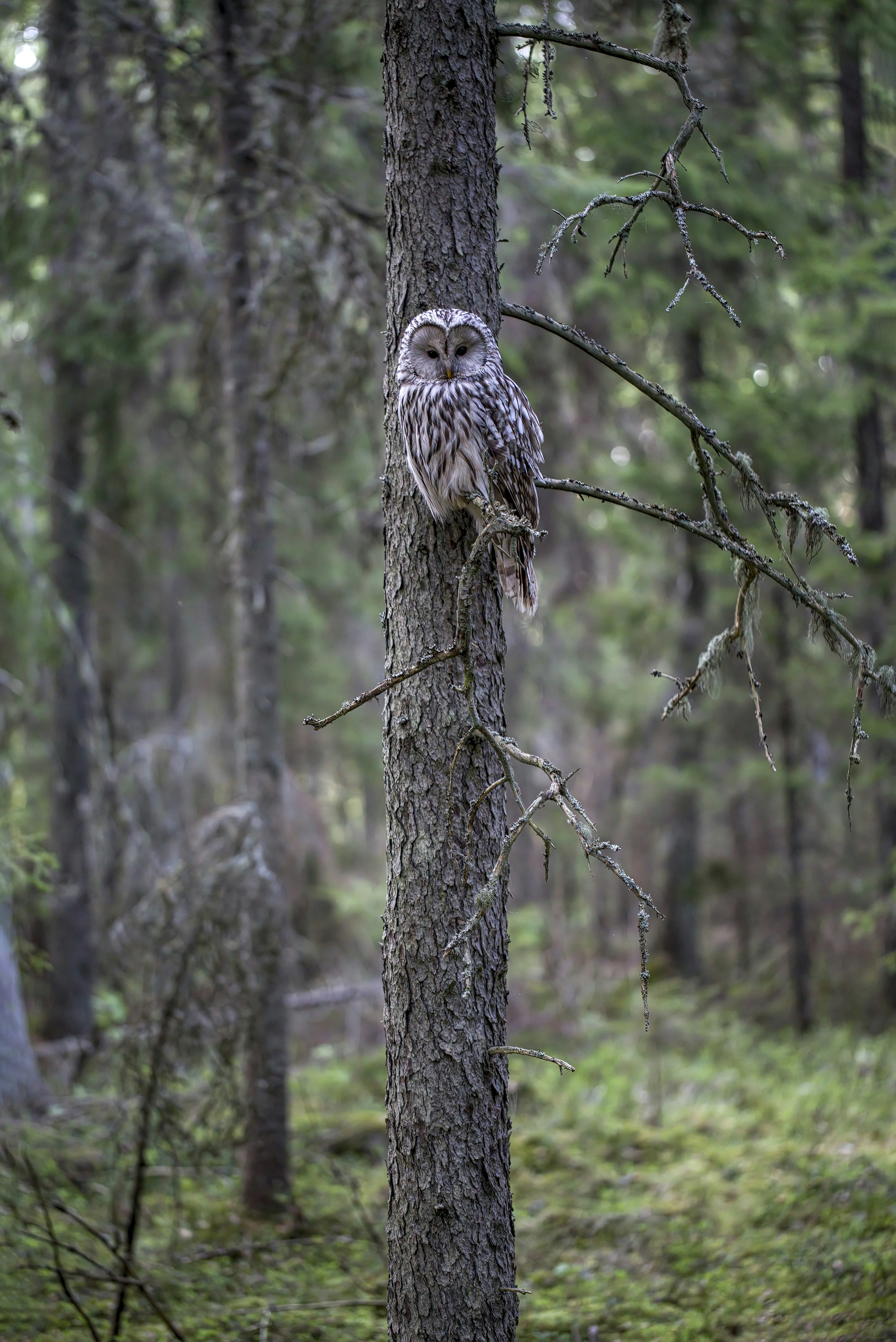 Photo by erik_karits