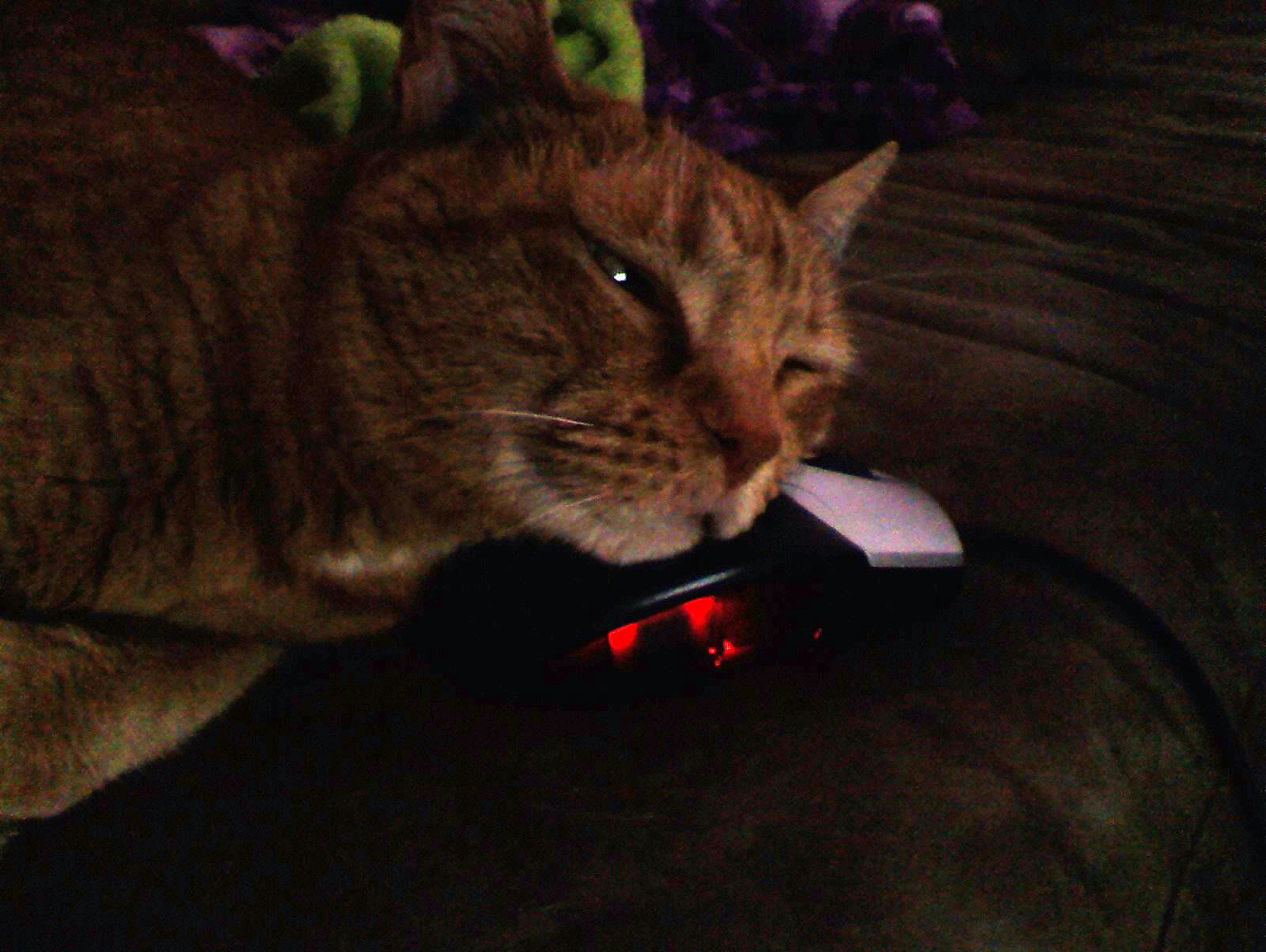 photo-1696624262764-ae0514aea7fd