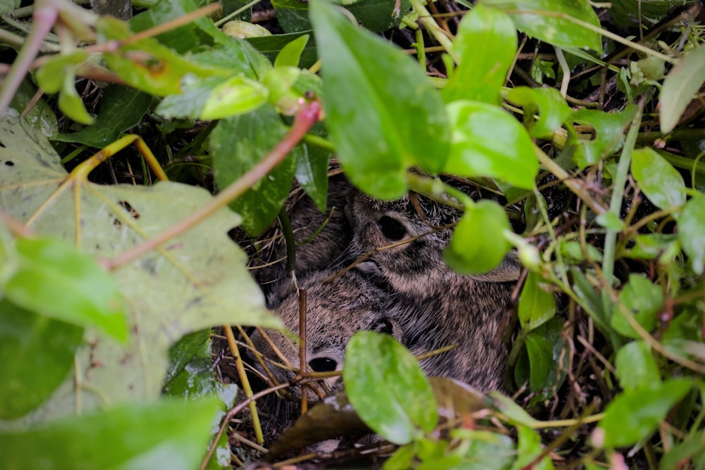 a small bird is hiding in the grass