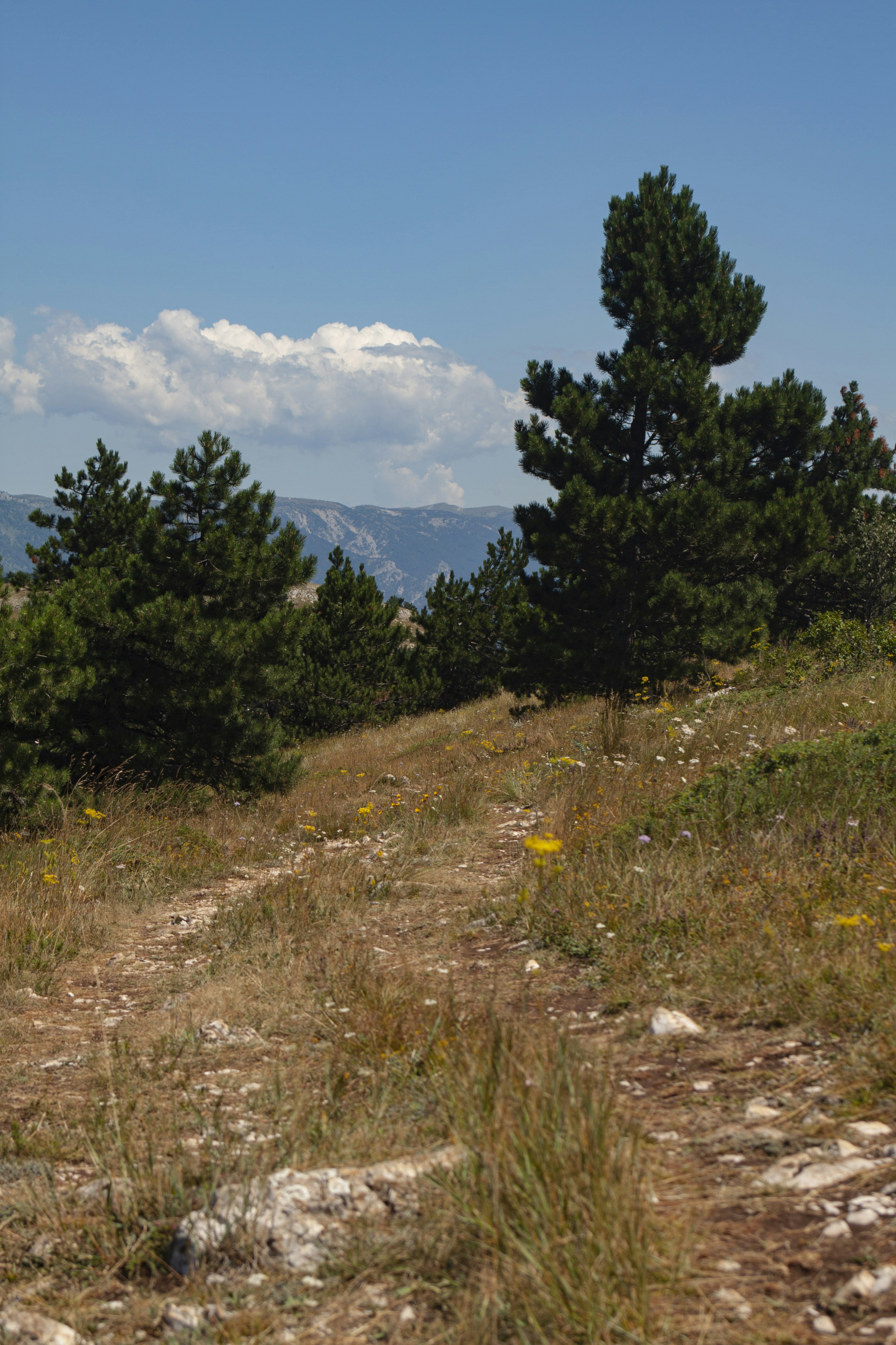 a dirt path in the middle of a field