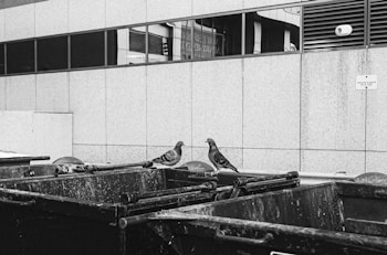Two pigeons are perched on the lids of a row of dumpsters positioned in front of a building with large windows set into a grid-like pattern. The setting appears urban, and the overall atmosphere is gritty due to the black and white composition.