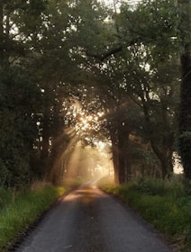a road that is surrounded by trees and grass