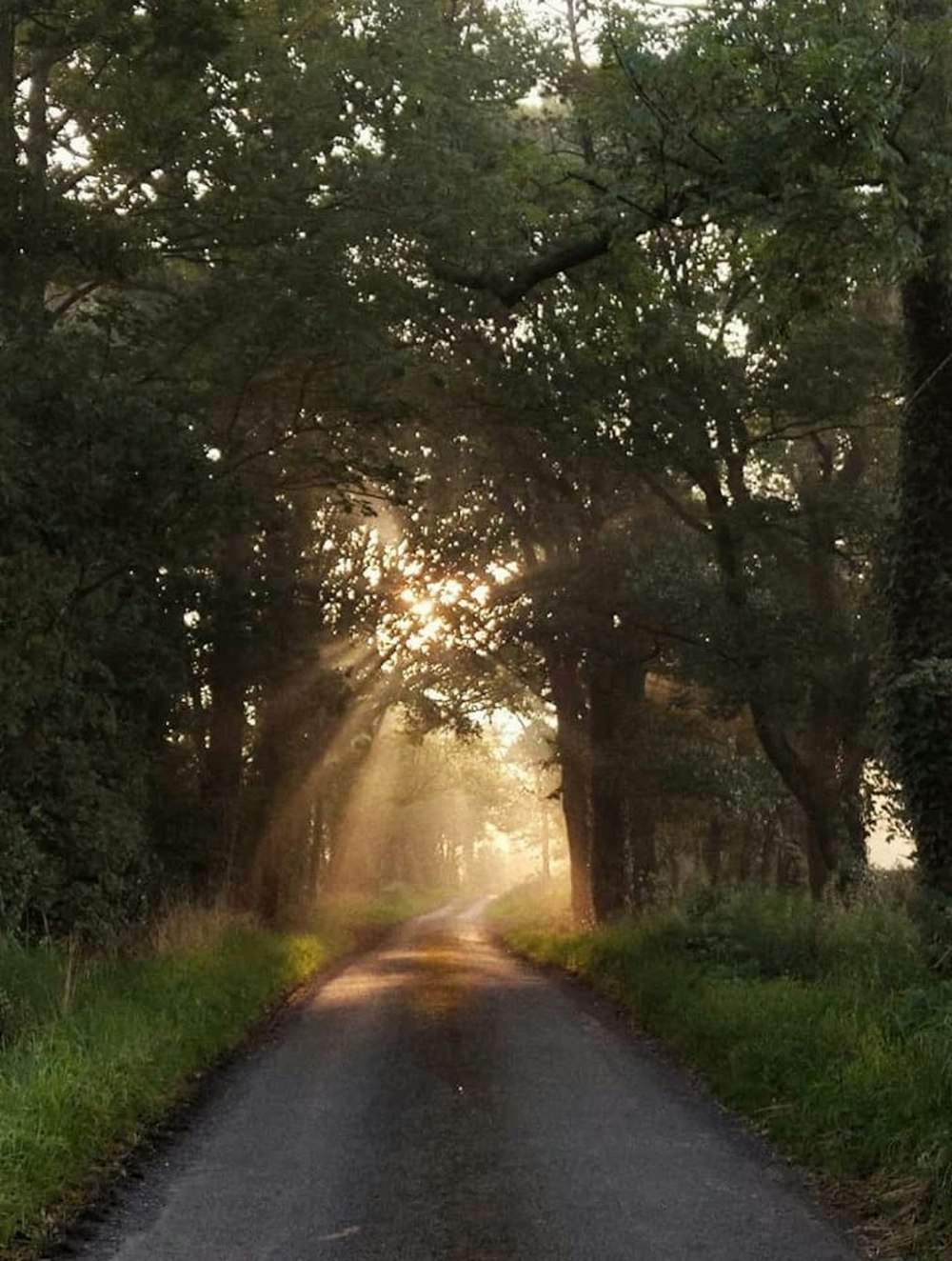 a road that is surrounded by trees and grass