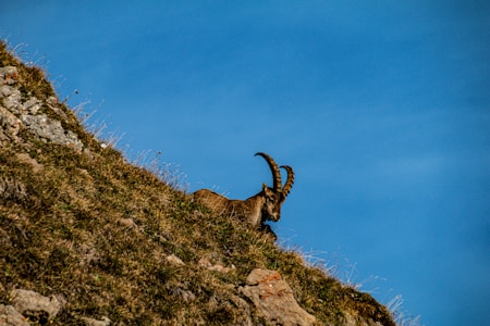 A majestic ibex is perched on a steep grassy hillside, with its large curved horns silhouetted against a clear blue sky. The terrain is rugged, with patches of dry grass and scattered rocks.