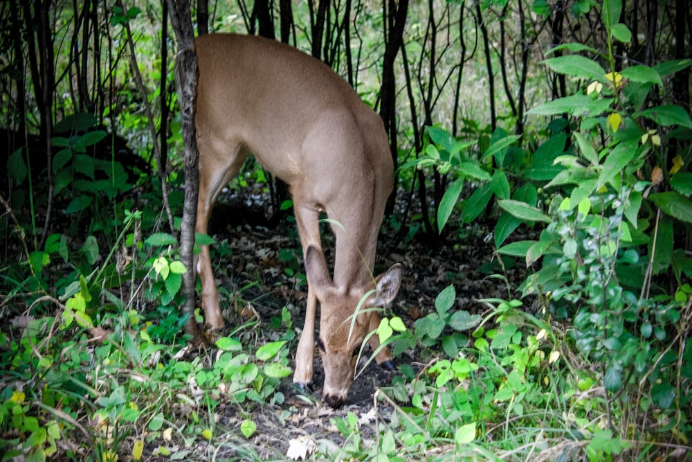 um cervo comendo grama em uma área arborizada