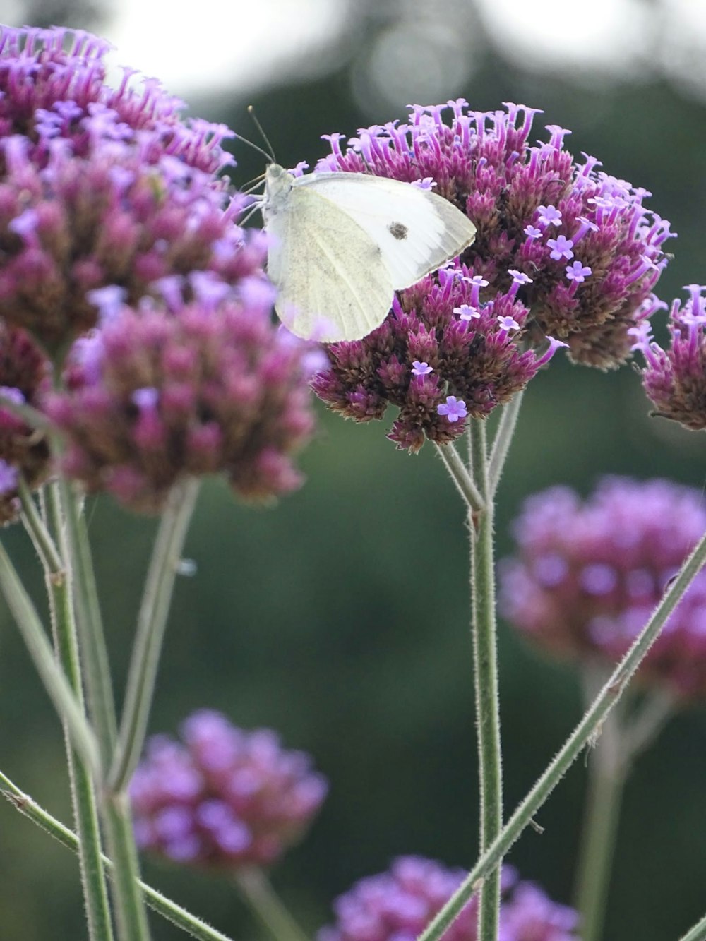 a white butterfly sitting on a purple flower