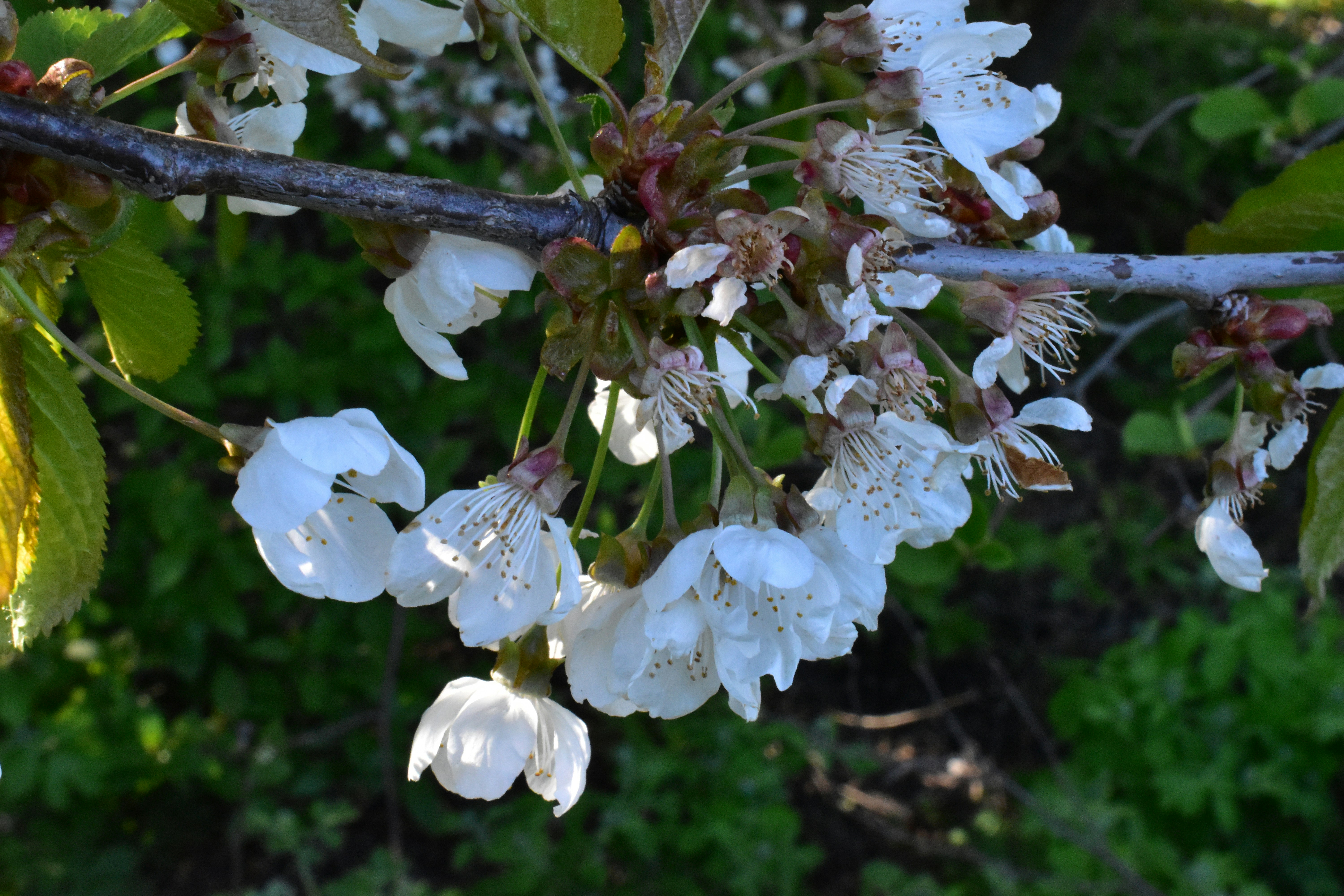 un ramo di un albero con fiori bianchi