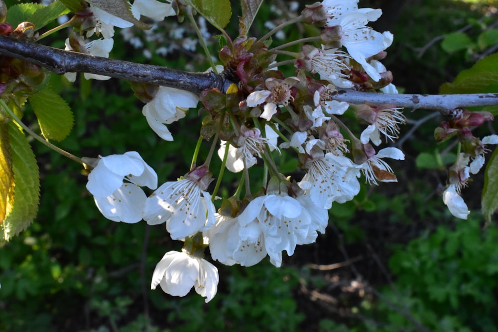 a branch of a tree with white flowers