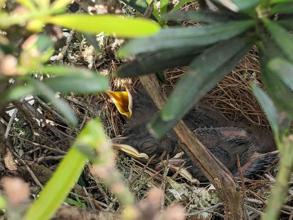 a baby bird is sitting in the grass