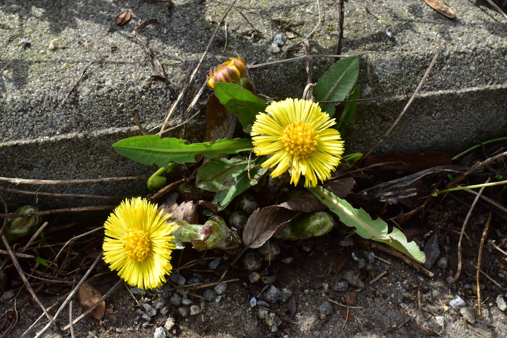 ein Strauß gelber Blumen, die aus dem Boden wachsen