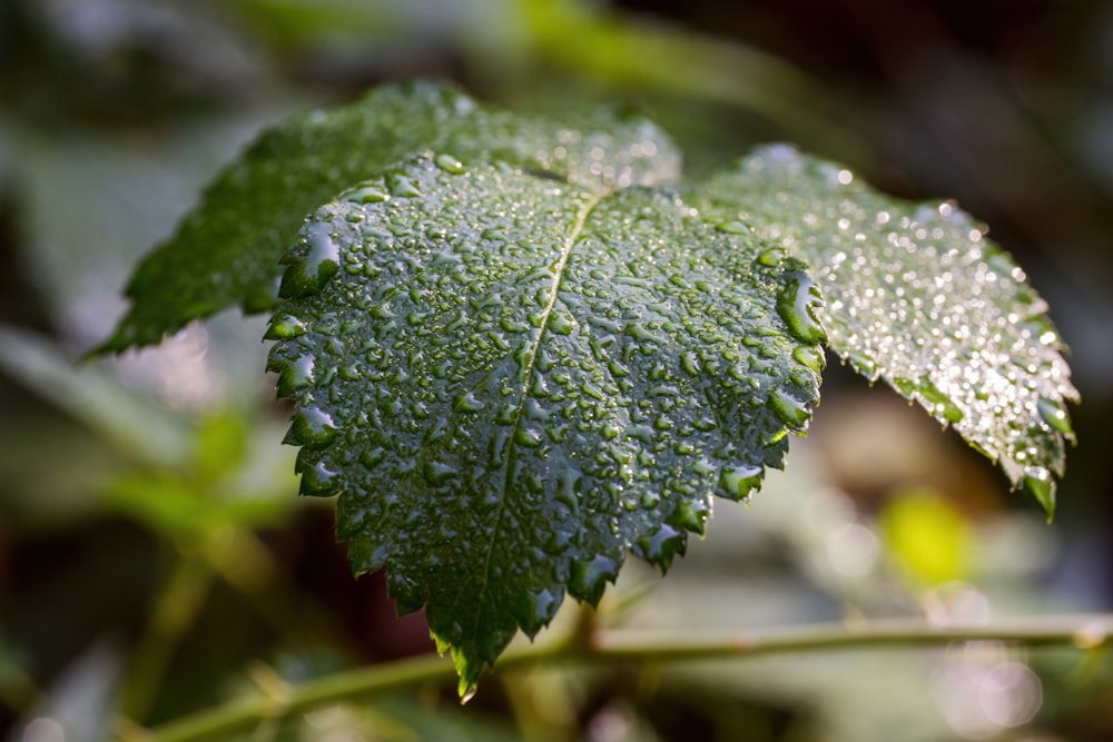 una foglia verde con gocce d'acqua su di essa