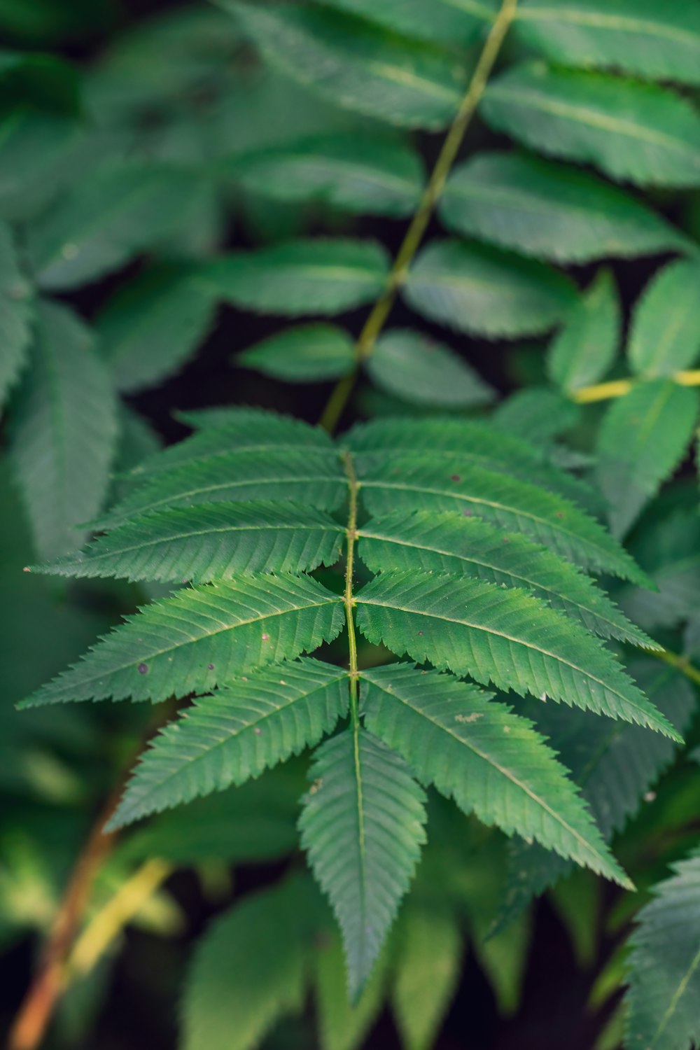 a close up of a green leafy plant