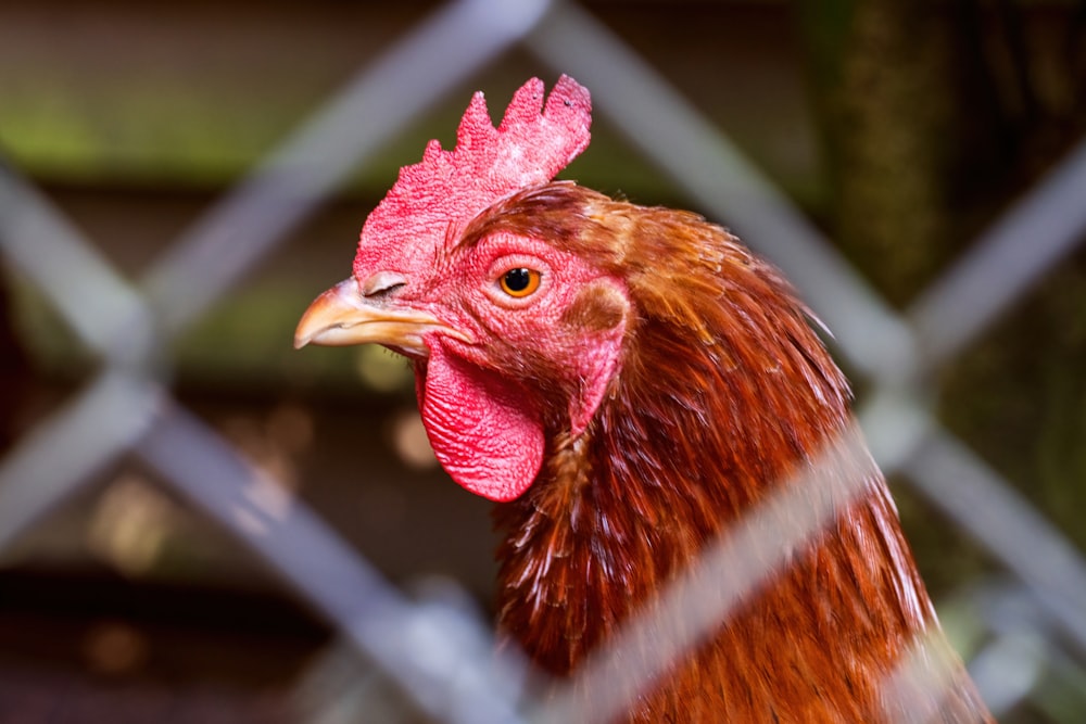 a close up of a chicken behind a fence