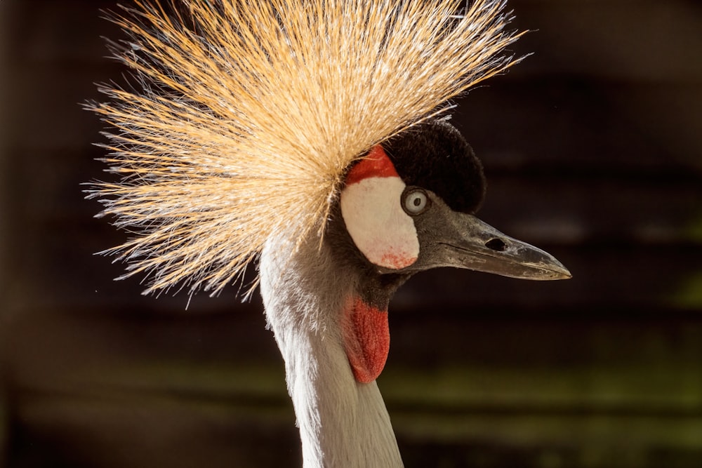 a close up of a bird with a mohawk on it's head