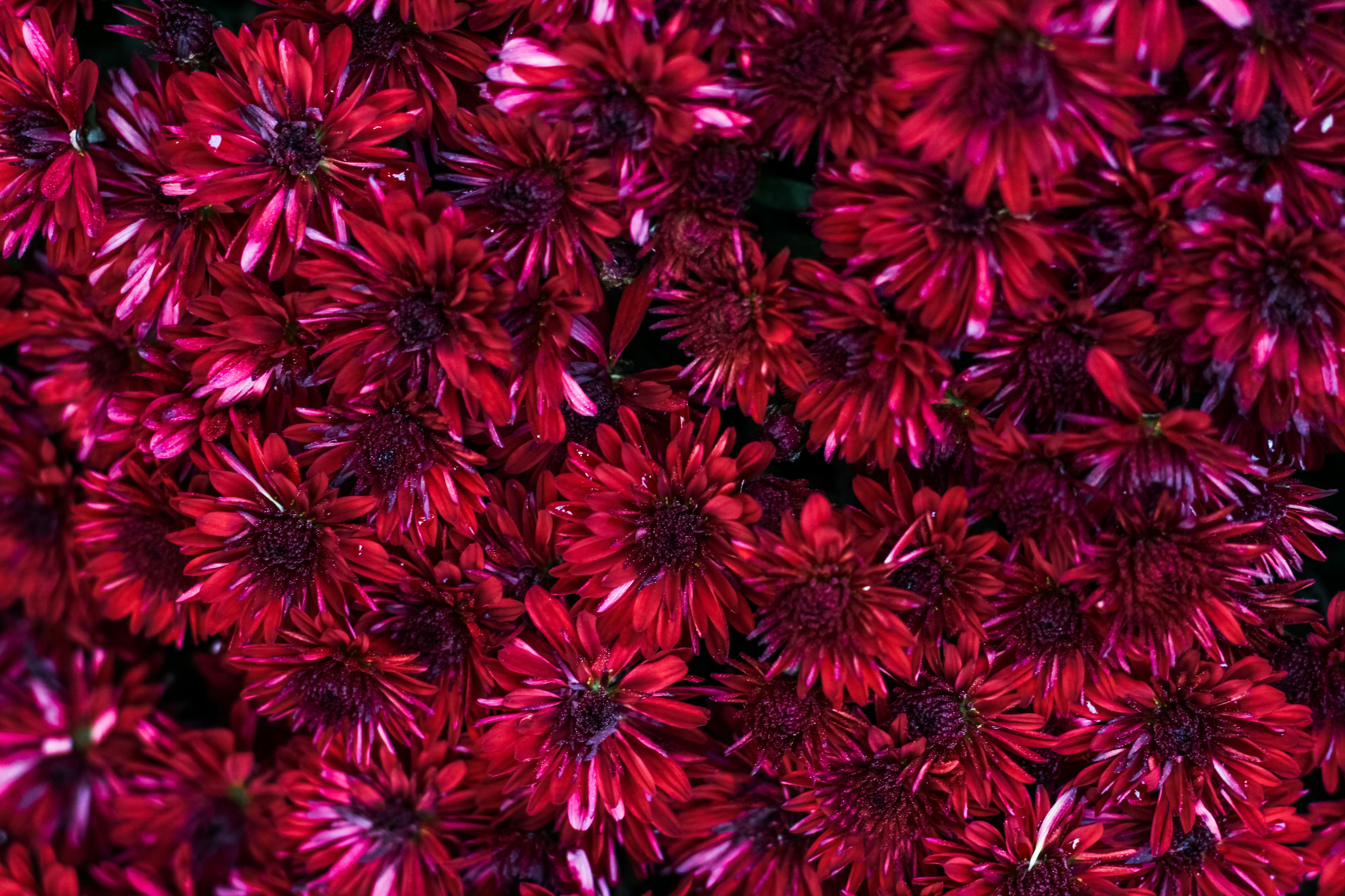 a bunch of red flowers that are close together