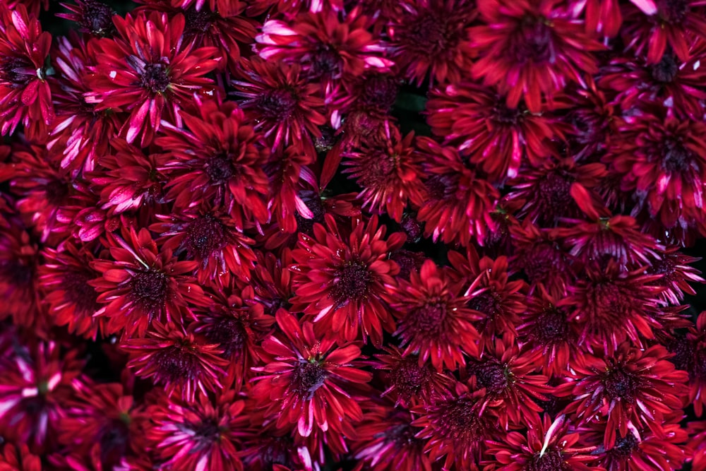 a bunch of red flowers that are close together