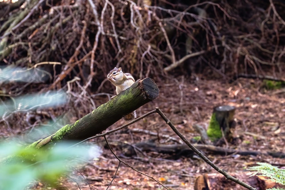 a squirrel sitting on a tree branch in the woods