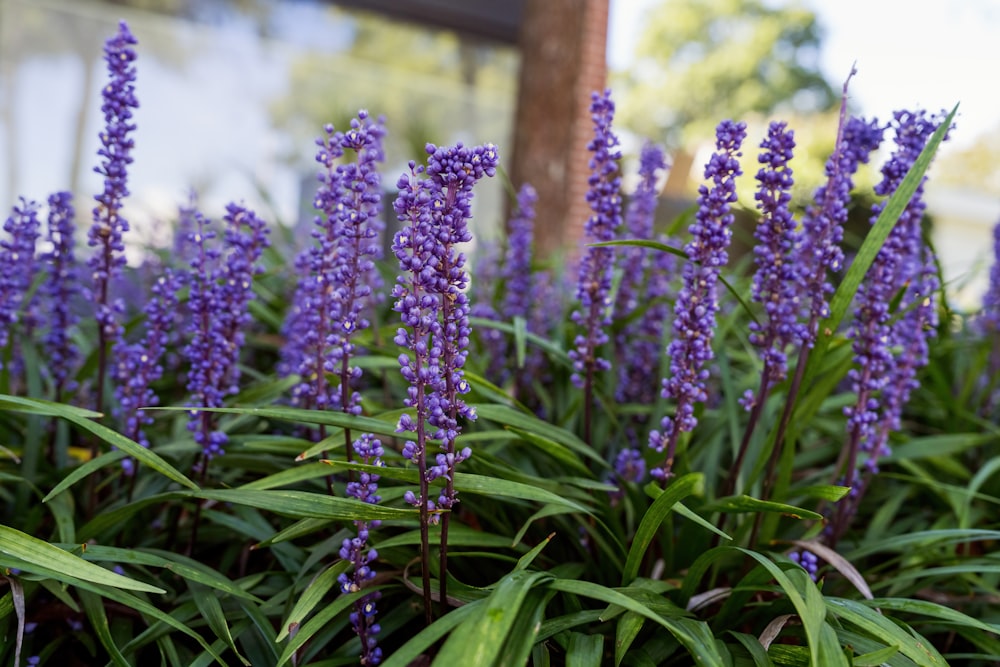 un mazzo di fiori viola che sono nell'erba