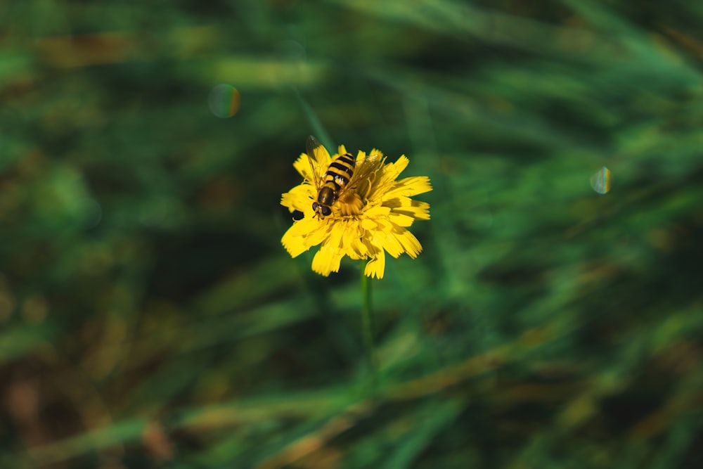 a yellow flower with a bee on it