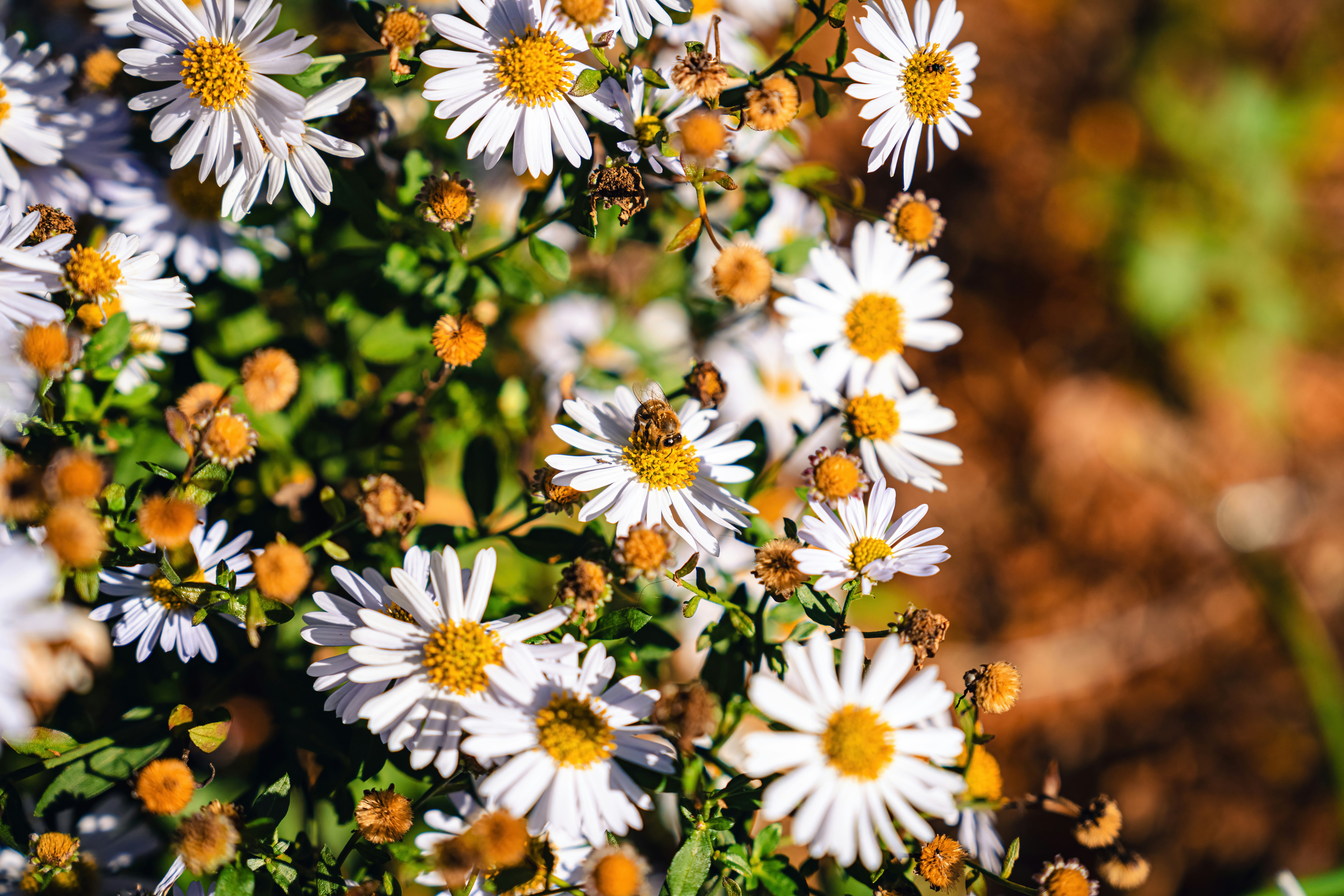 Afbeelding van Tilburg