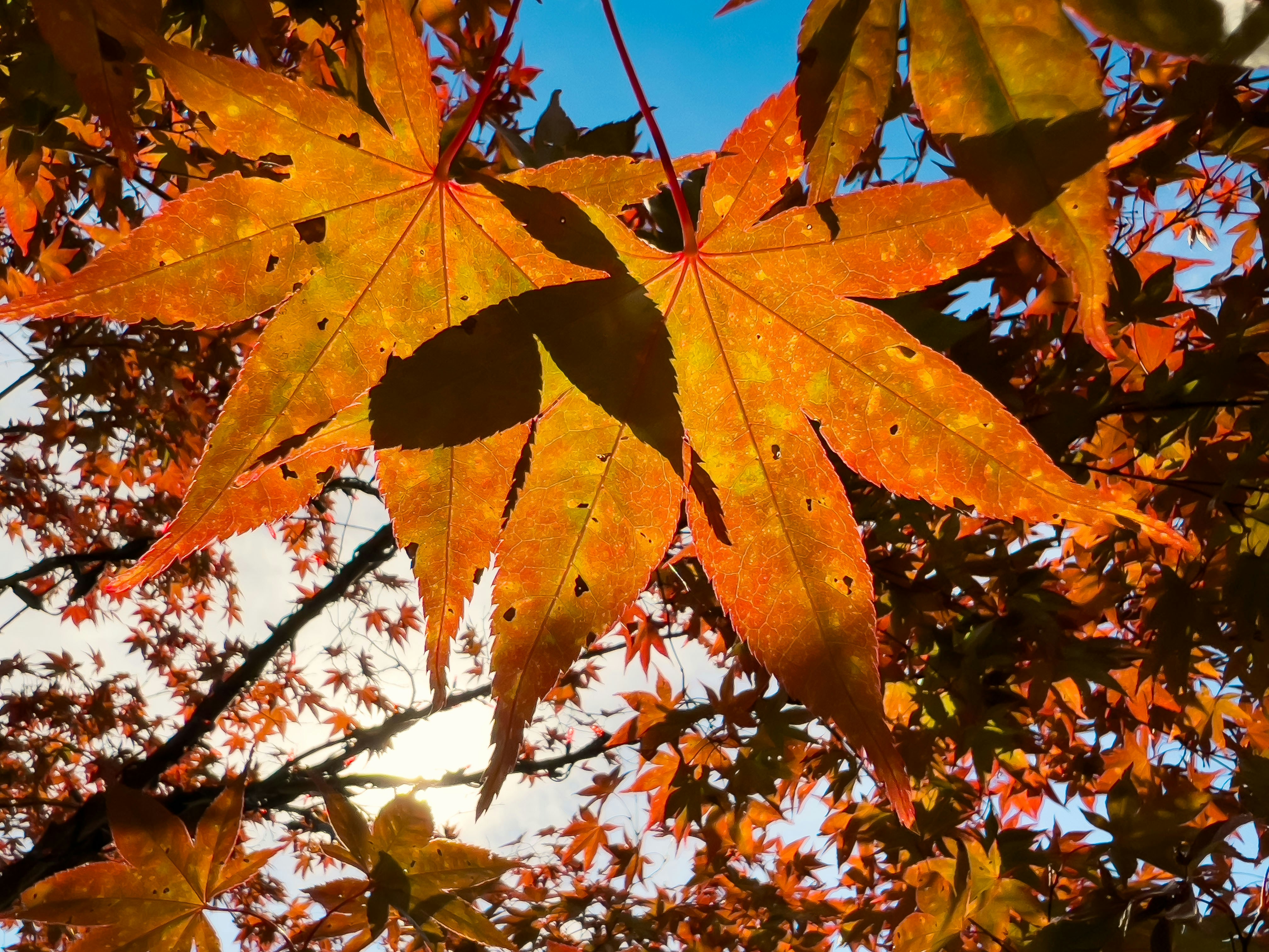 a close up of a leaf on a tree