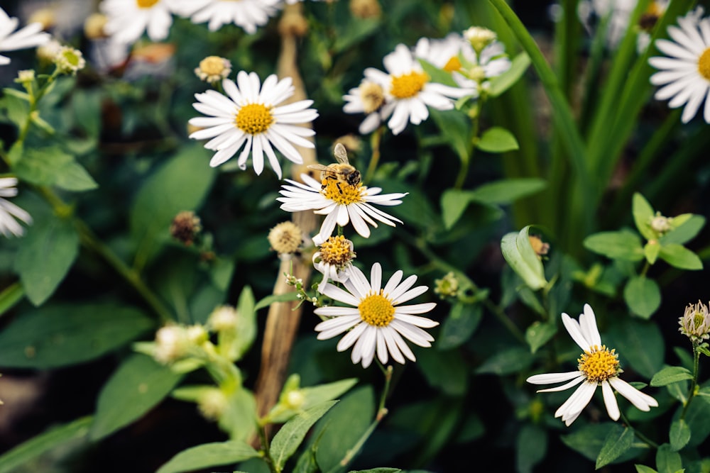 a bunch of white flowers with yellow centers