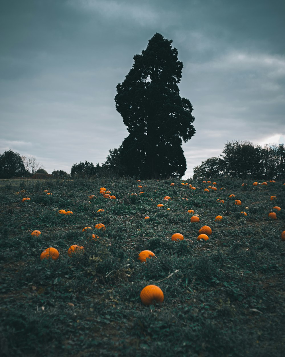 a field full of oranges with a tree in the background