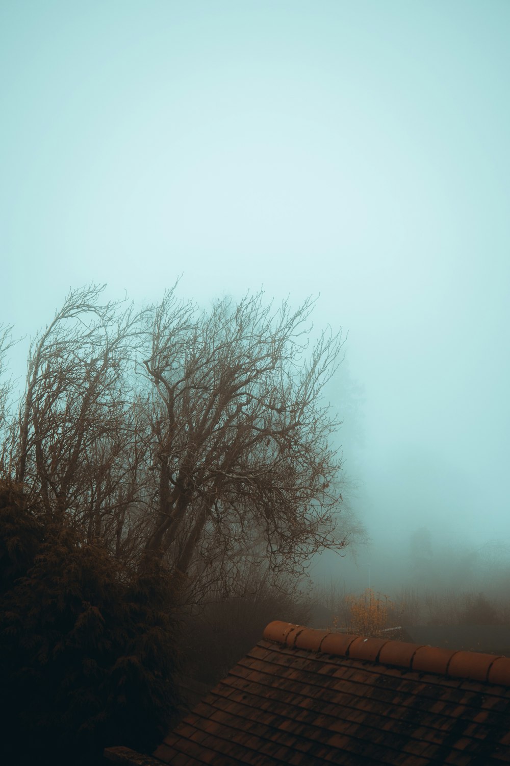 a foggy day with a tree in the foreground