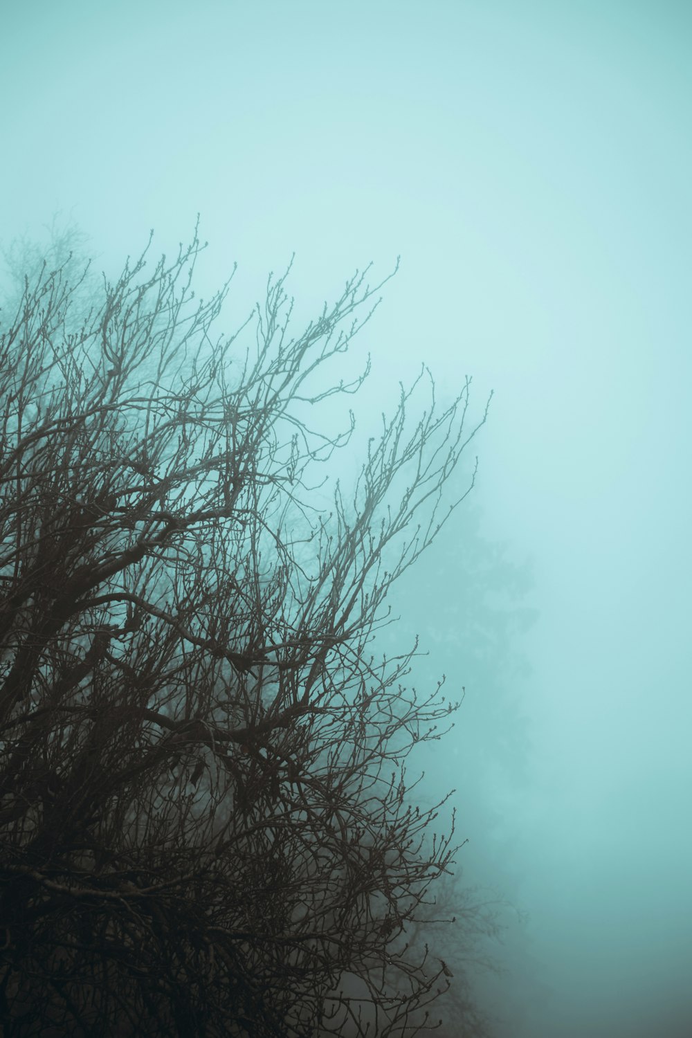 a tree with no leaves in the fog