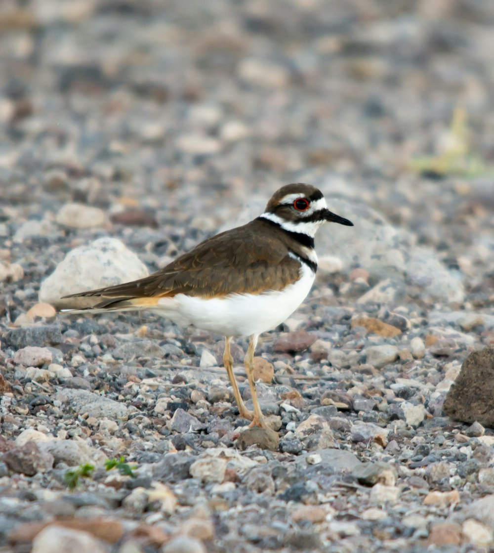 a small brown and white bird standing on a gravel road