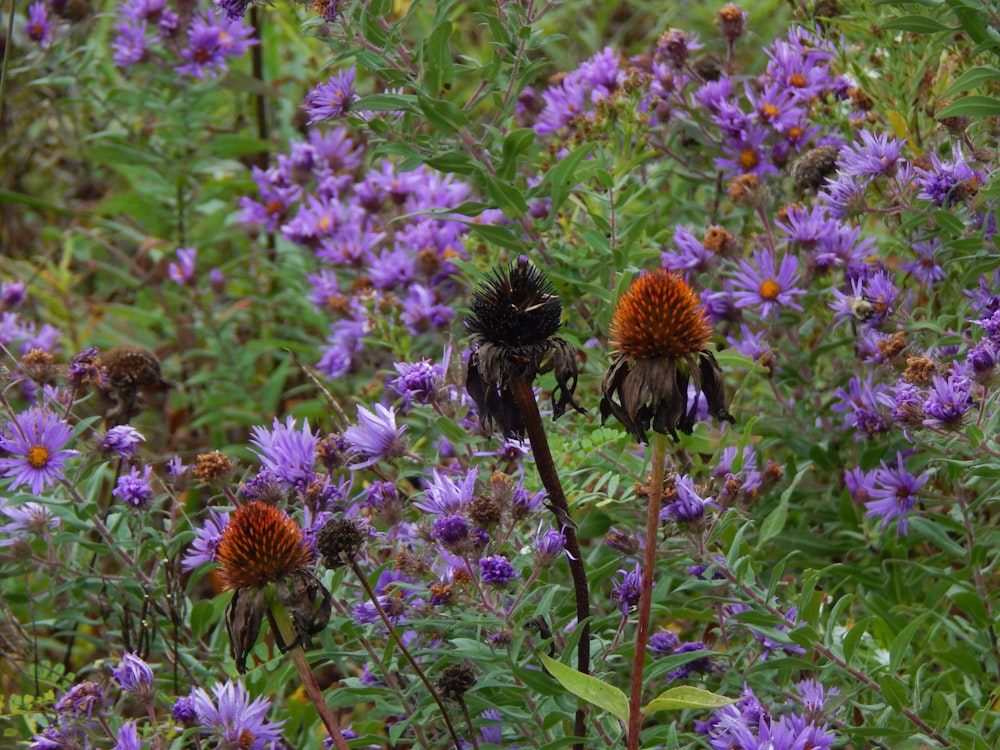 a field full of purple and yellow flowers