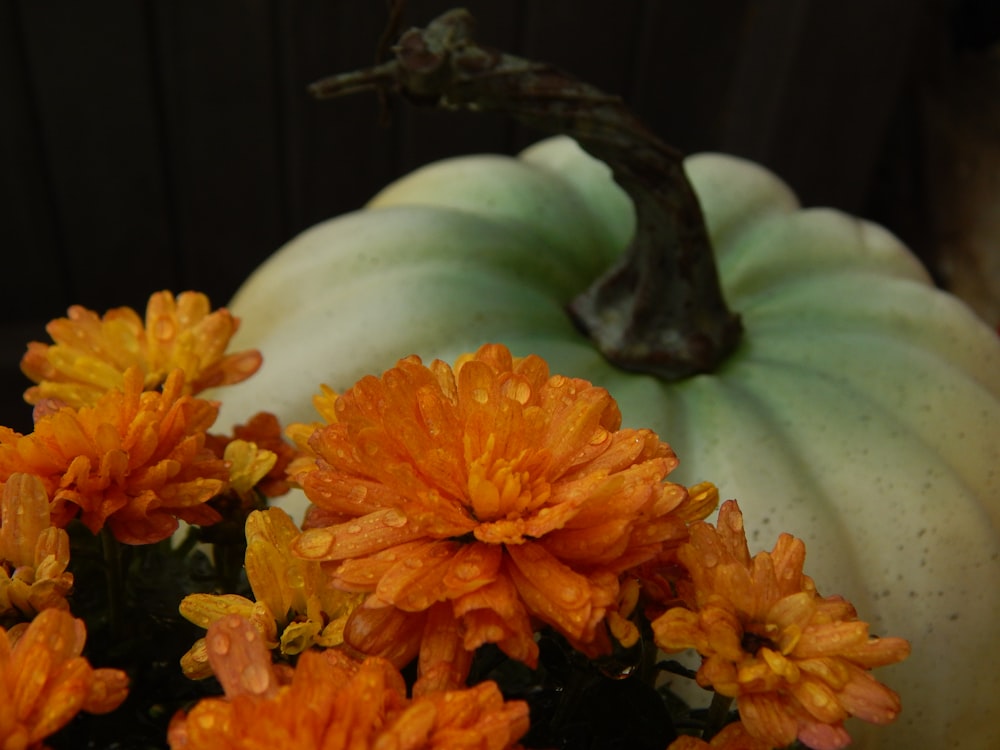 a close up of a bunch of flowers near a pumpkin