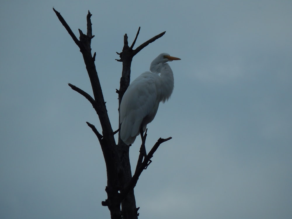 a white bird perched on top of a tree