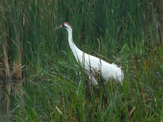 A crane with a white body and red crown stands among tall green reeds in a wetland area.