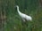 A crane with a white body and red crown stands among tall green reeds in a wetland area.