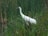 A crane with a white body and red crown stands among tall green reeds in a wetland area.