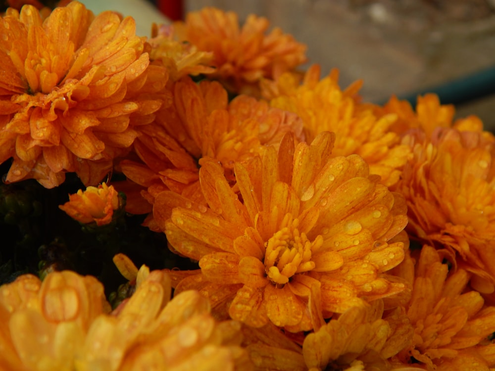 a bunch of orange flowers with water droplets on them