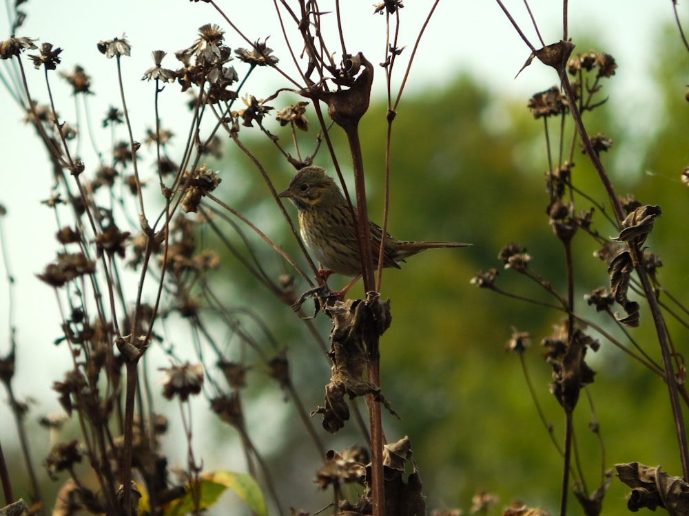 a small bird sitting on top of a plant