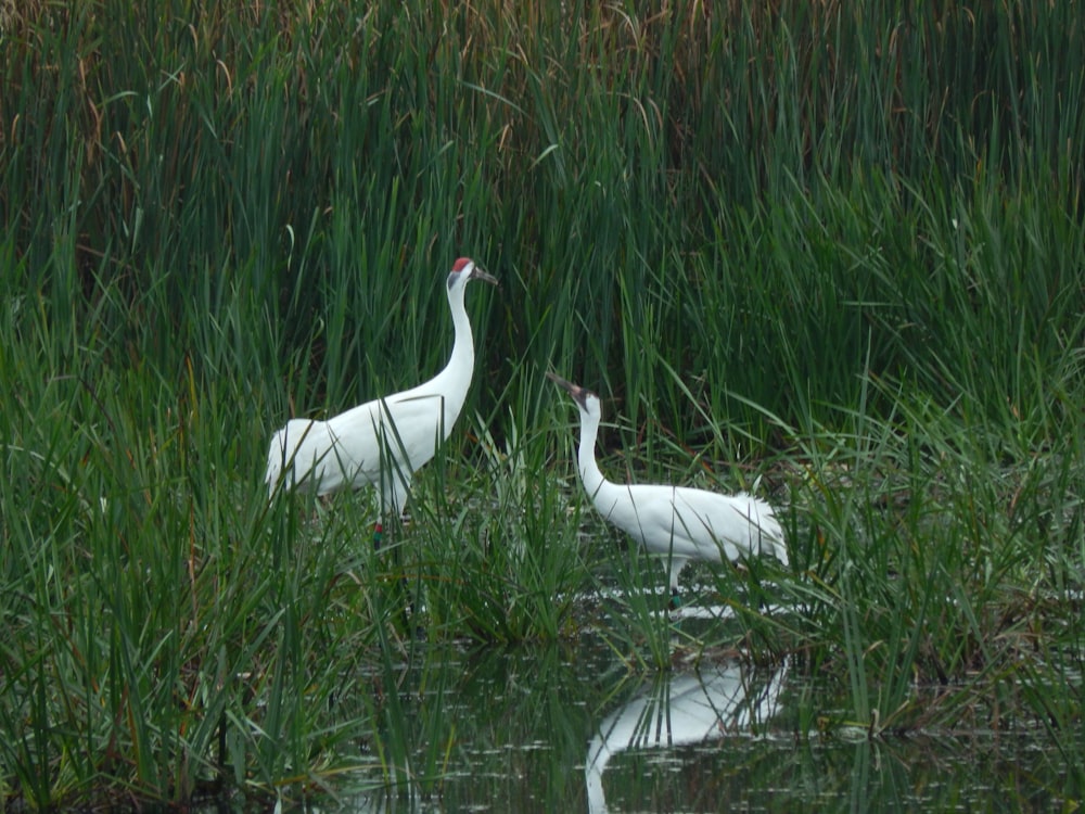 two white birds standing in a body of water