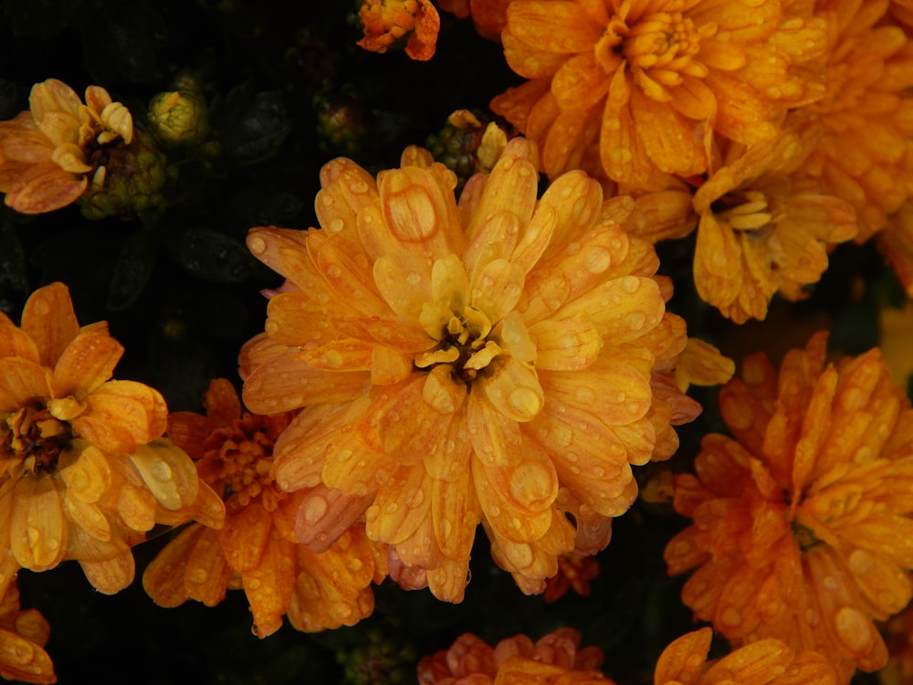 a bunch of orange flowers with water droplets on them