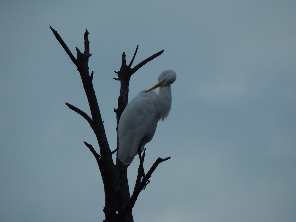 a large white bird perched on top of a tree