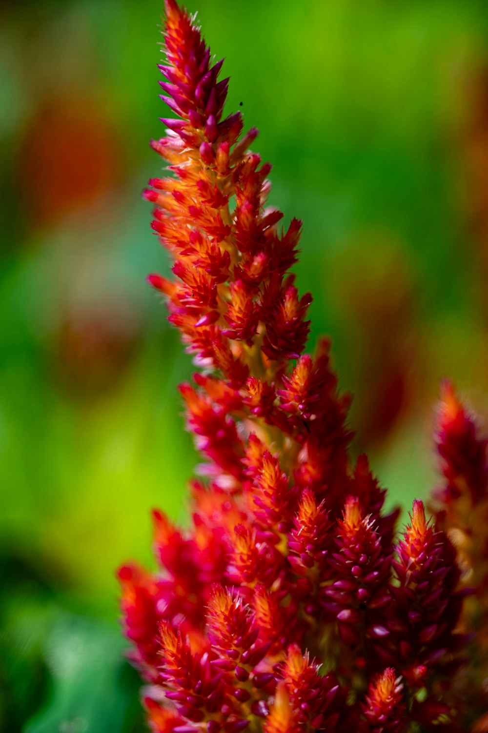 a close up of a red flower with blurry background