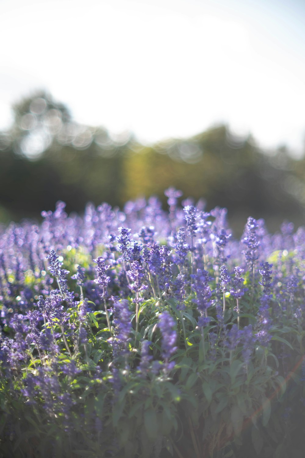 a field of purple flowers with trees in the background