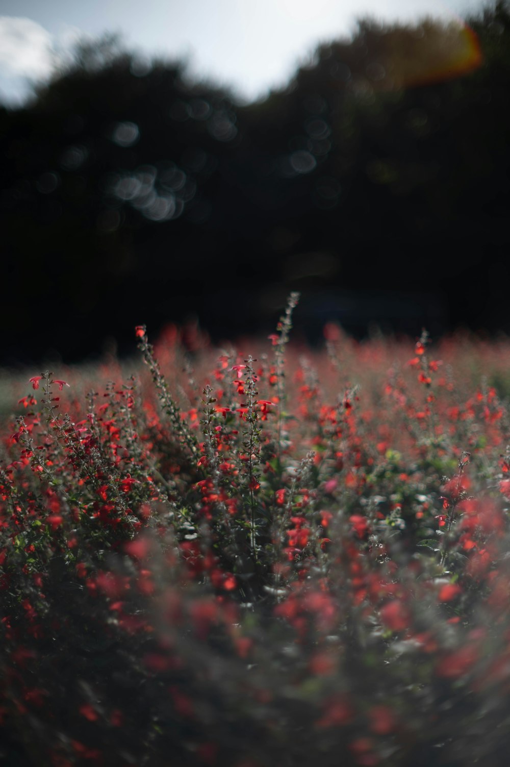a field full of red flowers on a sunny day